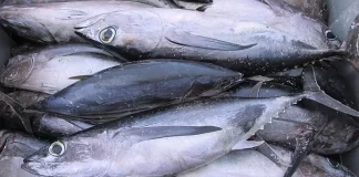CNMI pushes for South Pacific albacore breakthrough at WCPFC22