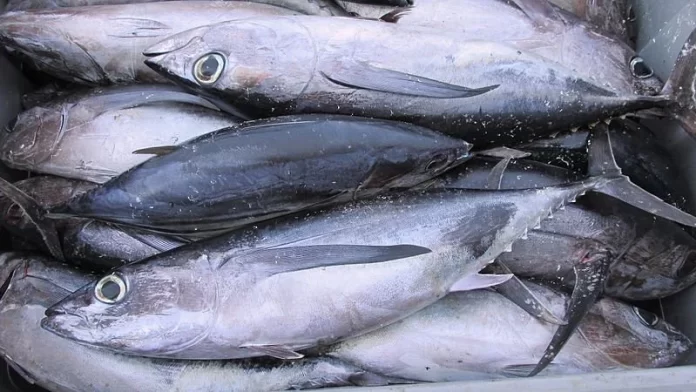 CNMI pushes for South Pacific albacore breakthrough at WCPFC22