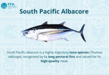 WCPFC Executive Director warns albacore decision cannot slip again