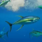 Australia, SPC push overhaul of tuna harvest strategy timetable as WWF warns delays threaten bigeye and yellowfin talks