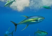 Australia, SPC push overhaul of tuna harvest strategy timetable as WWF warns delays threaten bigeye and yellowfin talks