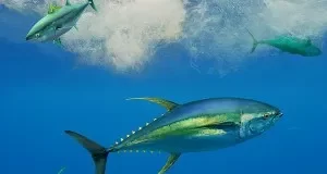Australia, SPC push overhaul of tuna harvest strategy timetable as WWF warns delays threaten bigeye and yellowfin talks