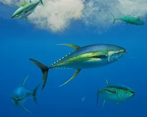 Australia, SPC push overhaul of tuna harvest strategy timetable as WWF warns delays threaten bigeye and yellowfin talks