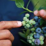 Pacific workers stay silent to keep their jobs