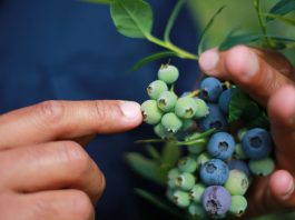 Pacific workers stay silent to keep their jobs