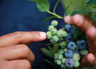 Pacific workers stay silent to keep their jobs