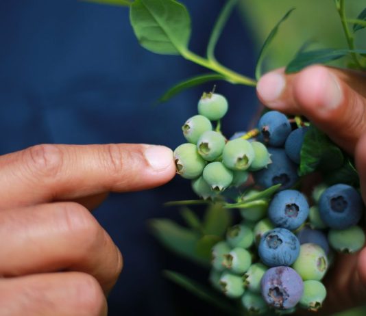 Pacific workers stay silent to keep their jobs