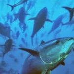 Don’t lock FAD closure into Bigeye tuna management procedure: PNA