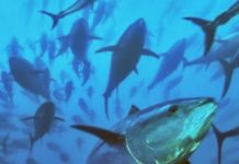 Don’t lock FAD closure into Bigeye tuna management procedure: PNA