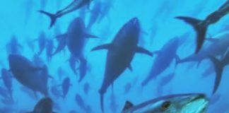 Chinese Taipei compromise clears way for landmark South Pacific Albacore deal