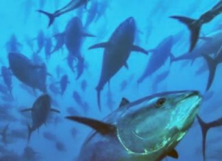 Chinese Taipei compromise clears way for landmark South Pacific Albacore deal