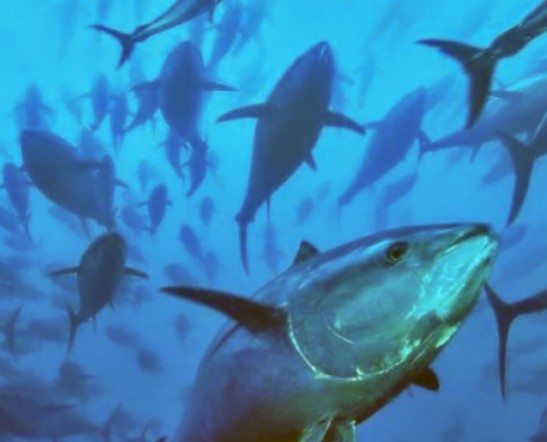 Don’t lock FAD closure into Bigeye tuna management procedure: PNA
