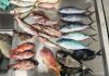 Microplastics found in one-third of surveyed Pacific Island fish