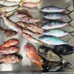 Microplastics found in one-third of surveyed Pacific Island fish
