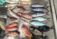 Microplastics found in one-third of surveyed Pacific Island fish