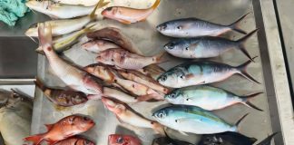 Microplastics found in one-third of surveyed Pacific Island fish