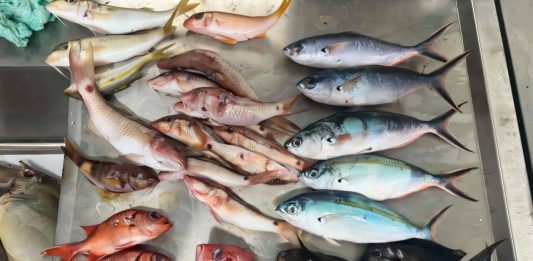 Microplastics found in one-third of surveyed Pacific Island fish