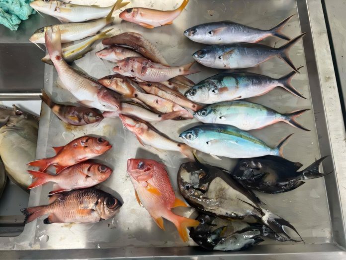 Microplastics found in one-third of surveyed Pacific Island fish