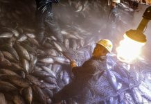 Sustainable fisheries can’t be built on exploited labour