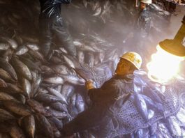 Sustainable fisheries can’t be built on exploited labour