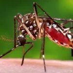 Cook Islands reports first dengue fever death amid increase in outbreak