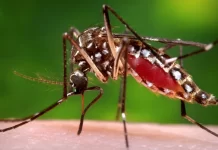 Cook Islands reports first dengue fever death amid increase in outbreak
