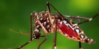 Cook Islands reports first dengue fever death amid increase in outbreak