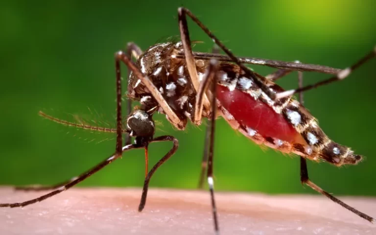 Cook Islands reports first dengue fever death amid increase in outbreak