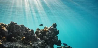 Trump administration urges nations to call for the withdrawal of a UN climate proposal
