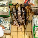 Fresh report warns fish fraud extends to one fifth of global catch