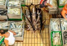 Fresh report warns fish fraud extends to one fifth of global catch