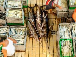 Fresh report warns fish fraud extends to one fifth of global catch