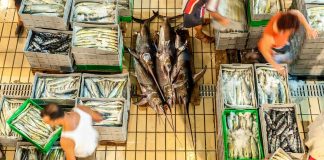 Fresh report warns fish fraud extends to one fifth of global catch