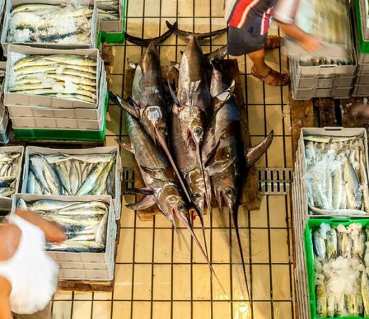 Fresh report warns fish fraud extends to one fifth of global catch