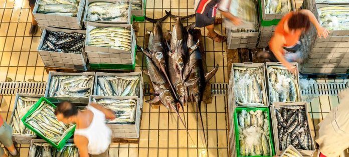 Fresh report warns fish fraud extends to one fifth of global catch