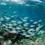 From the Deep Sea to ancient reefs, expedition supports Marshall Islands’ Reimaanlok vision for community-led Ocean conservation