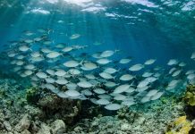 From the Deep Sea to ancient reefs, expedition supports Marshall Islands’ Reimaanlok vision for community-led Ocean conservation