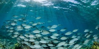 From the Deep Sea to ancient reefs, expedition supports Marshall Islands’ Reimaanlok vision for community-led Ocean conservation