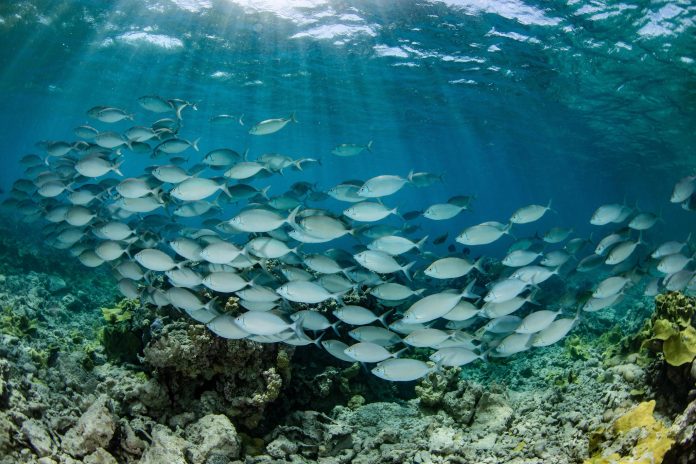 From the Deep Sea to ancient reefs, expedition supports Marshall Islands’ Reimaanlok vision for community-led Ocean conservation