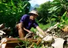 US$42 million secured for Samoa, Tonga and Vanuatu to transform and strengthen climate-resilient and regenerative agriculture