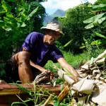 US$42 million secured for Samoa, Tonga and Vanuatu to transform and strengthen climate-resilient and regenerative agriculture