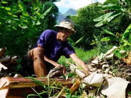 US$42 million secured for Samoa, Tonga and Vanuatu to transform and strengthen climate-resilient and regenerative agriculture
