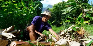 US$42 million secured for Samoa, Tonga and Vanuatu to transform and strengthen climate-resilient and regenerative agriculture
