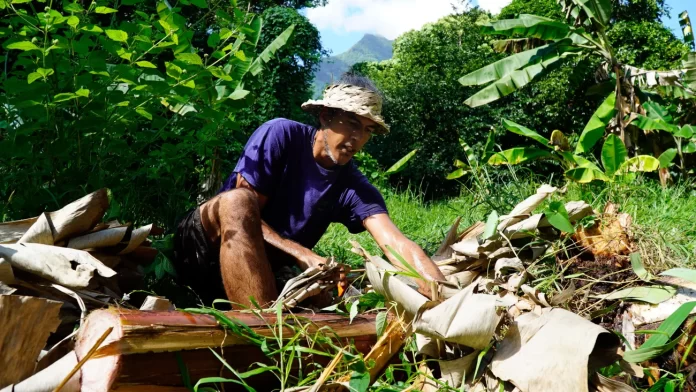 US$42 million secured for Samoa, Tonga and Vanuatu to transform and strengthen climate-resilient and regenerative agriculture