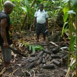 Decaying World War II bombs in Solomon Islands releasing toxic chemicals, new research finds