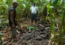 Decaying World War II bombs in Solomon Islands releasing toxic chemicals, new research finds