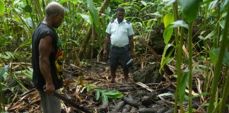 Decaying World War II bombs in Solomon Islands releasing toxic chemicals, new research finds