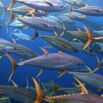 South Pacific Albacore Harvest Strategy – What’s Next?