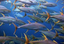South Pacific Albacore Harvest Strategy – What’s Next?
