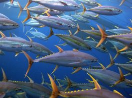 South Pacific Albacore Harvest Strategy – What’s Next?